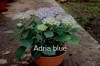 Adria-blue