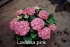 Lavblaa-pink